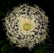 Xerophyllum tenax - Beargrass 15-0871_1